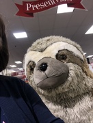 18th Oct 2019 - 1018_17084 a sloth, why?