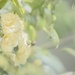 yellow climbing banksia rose by ulla