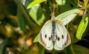 26th Oct 2019 - White Butterfly