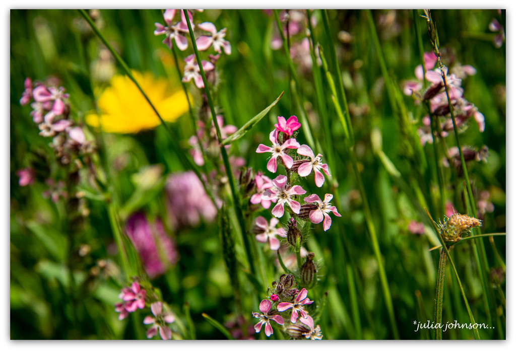Meadow Flowers... by julzmaioro