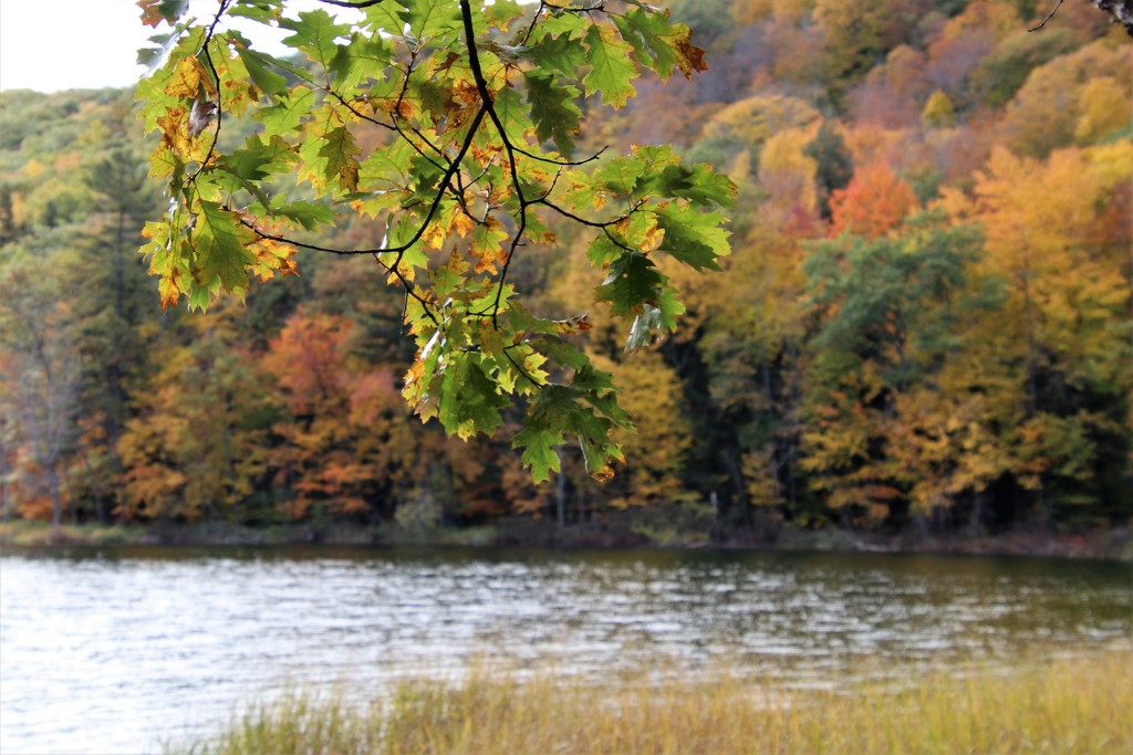 slow oak by edorreandresen