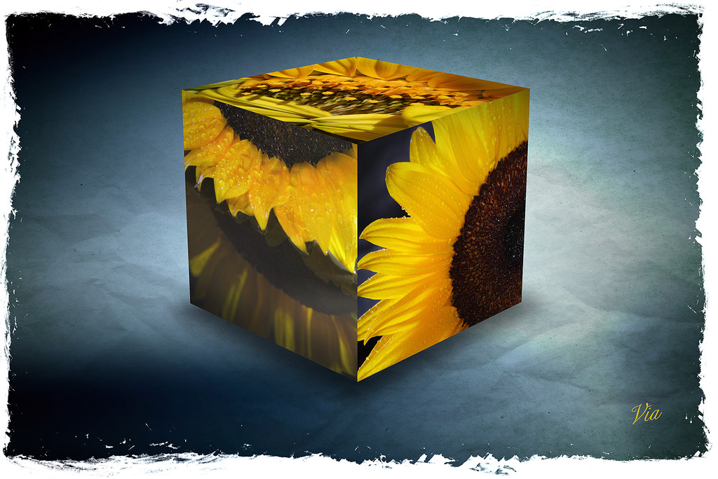 Sunflowers on a cube by sdutoit