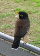 26th Oct 2019 - Indian Myna