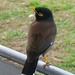 Indian Myna by onewing