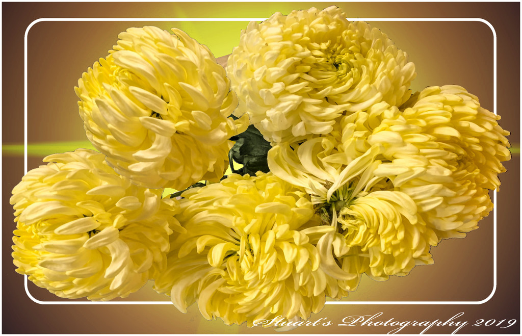 Chrysanthemums  by stuart46