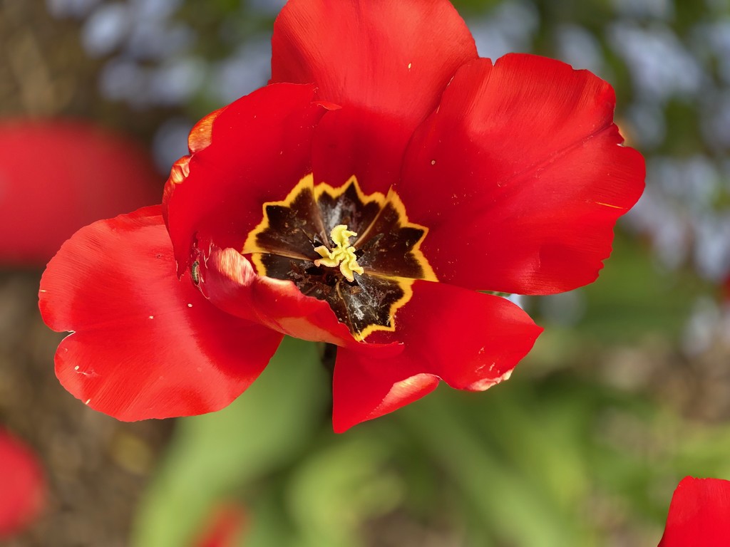 Tulips in the Wind... by maggiemae