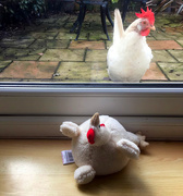 25th Oct 2019 - Two hens