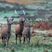 Juvenile Red Deer Stags by shepherdmanswife
