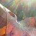 Autumn light by marijbar