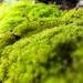 Moss by imnorman