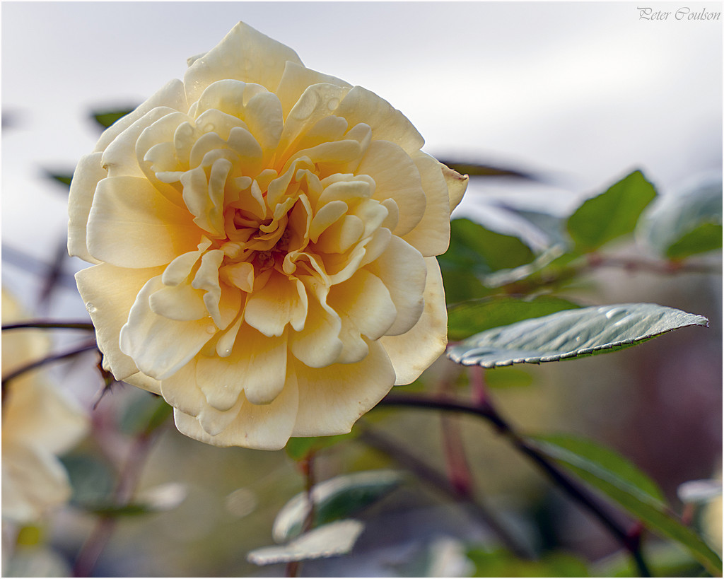 Yellow Rose of Yorkshire by pcoulson