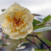 Yellow Rose of Yorkshire by pcoulson