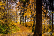 26th Oct 2019 - Autumn at the trail