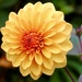 Another Garden, Another Dahlia by carole_sandford