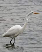 26th Oct 2019 - Great White Egret
