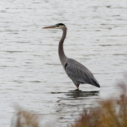 26th Oct 2019 - Great Blue Heron