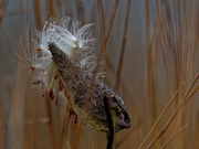 26th Oct 2019 - milkweed seeds