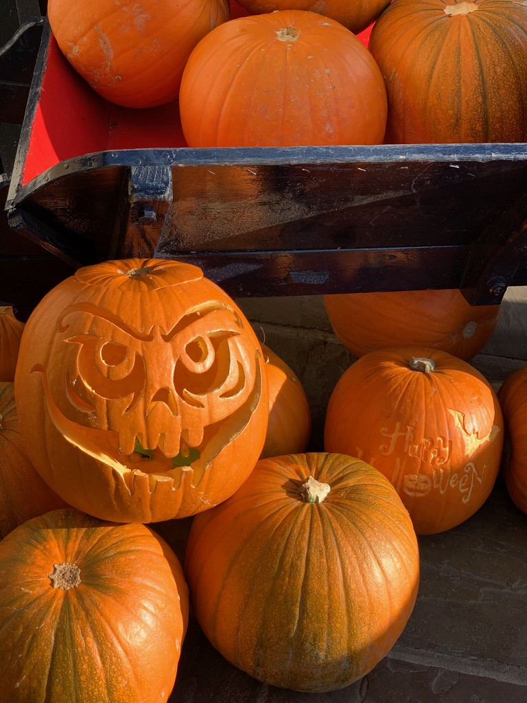 Scary pumpkins by 365projectmaxine