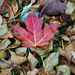 Autumn Colors by larrysphotos