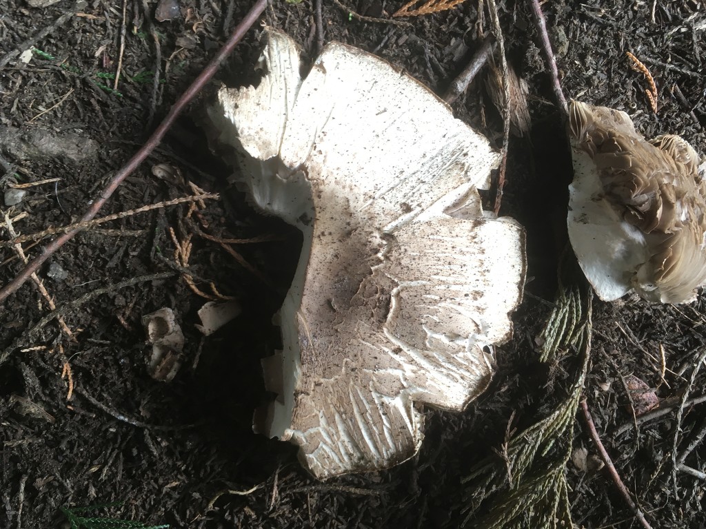 Mushroom by hannahbeth