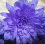 16th Oct 2019 - Dyed Flowers 