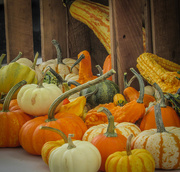 26th Oct 2019 - Fall Squashes