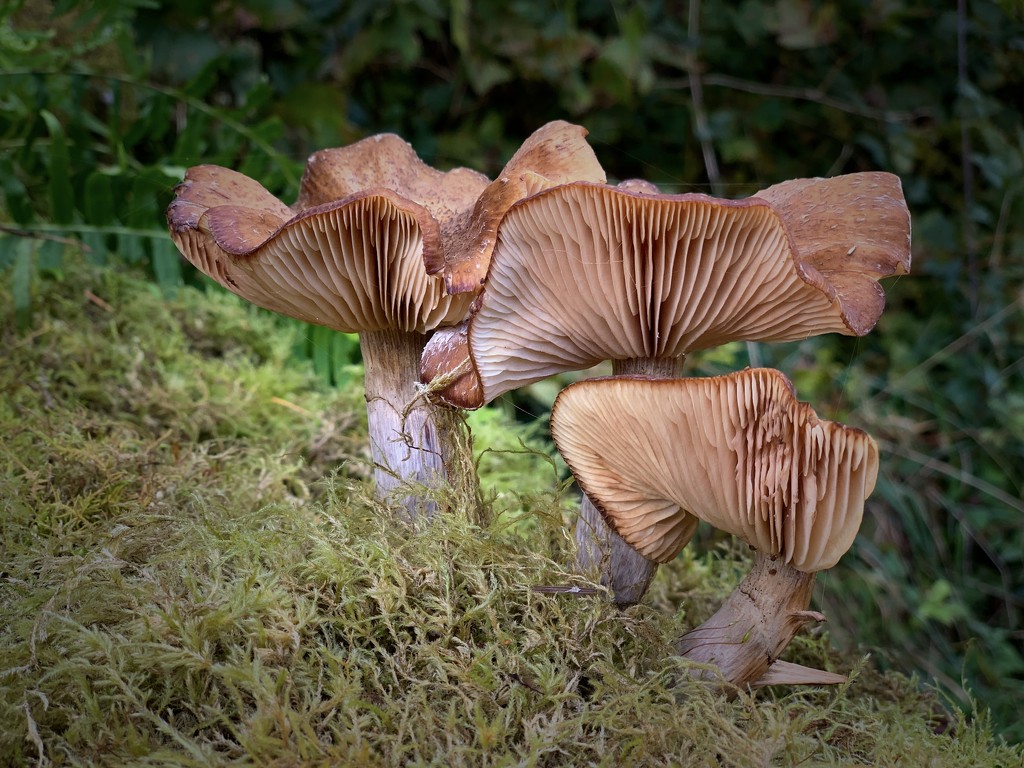 Fungus by jgpittenger