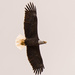 One More Eagle Shot! by rickster549