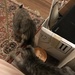 Kittens by tatra