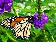 27th Oct 2019 - Monarch butterfly
