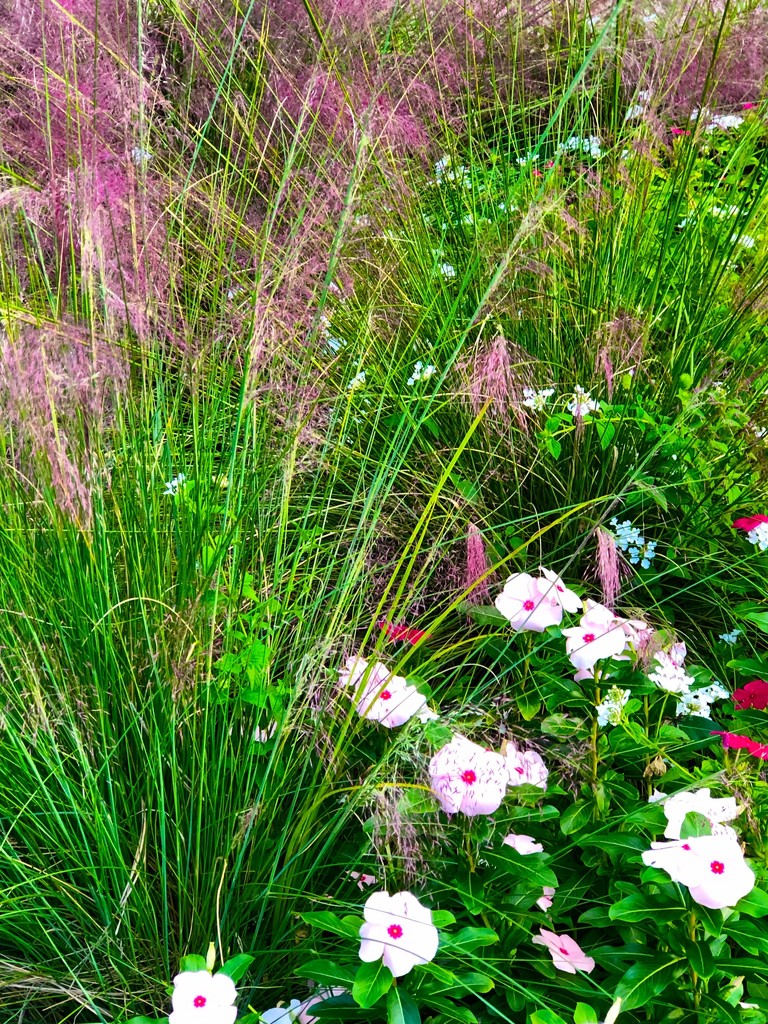 Sweet grass and flowers at Hampton Park Gardens. by congaree