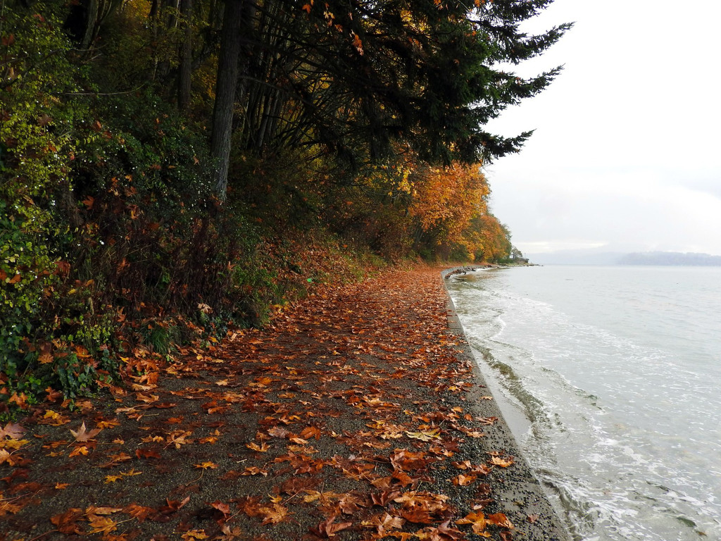Leaf Covered Trail by seattlite