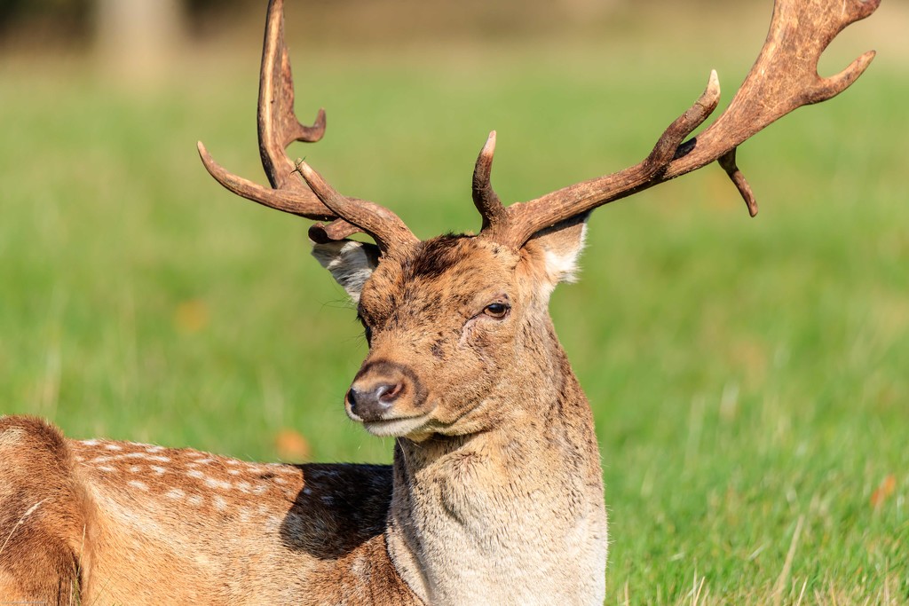 Fallow Stag-Holkham Hall by padlock