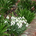 Snowdrops by lellie