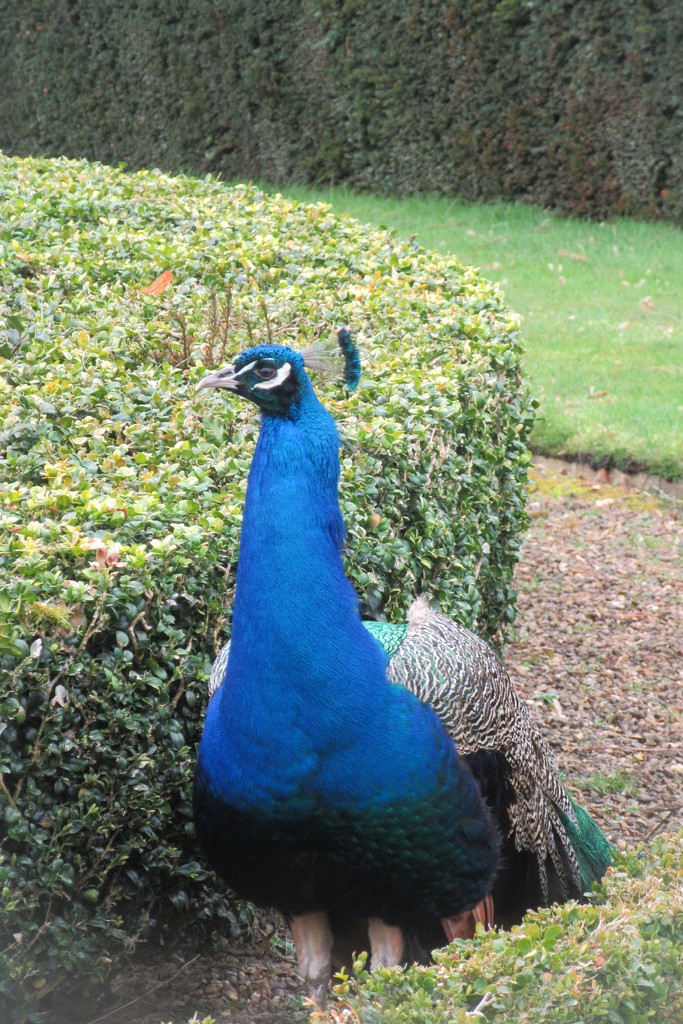 Peacock by lellie
