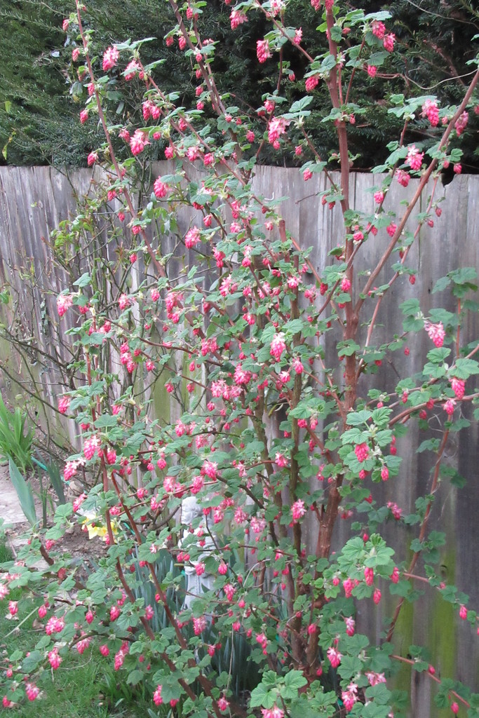 Flowering currant by lellie