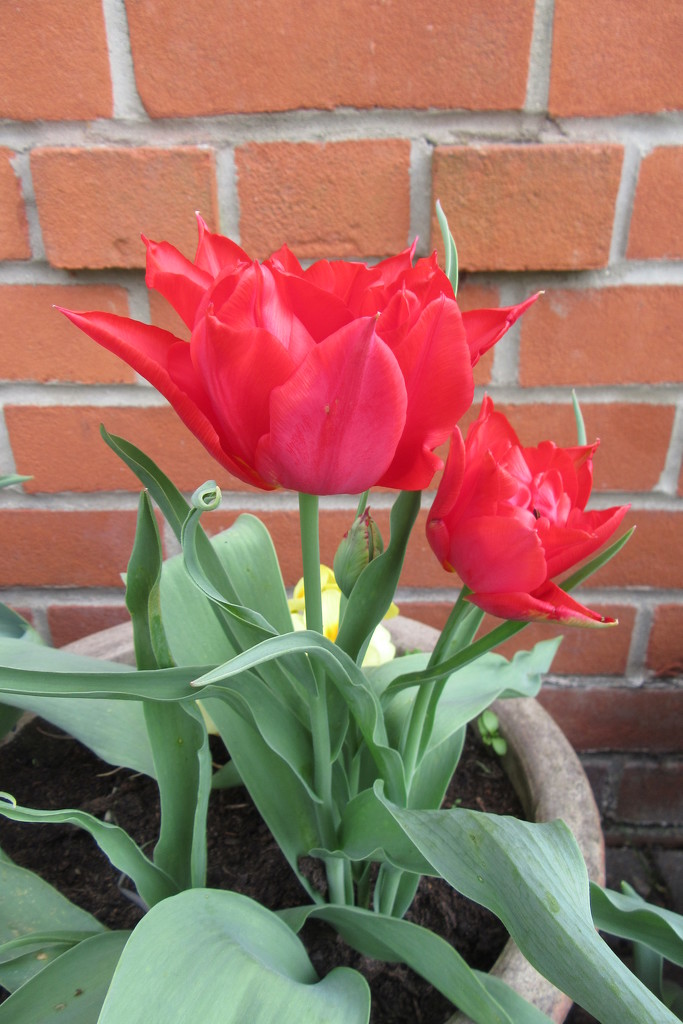 Tulips by lellie