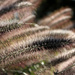 15th  Oct grasses at Kew by valpetersen