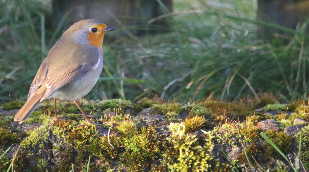 Garden Robin by lifeat60degrees