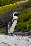 9th Oct 2019 - African Penguin