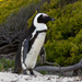 African Penguin by leonbuys83