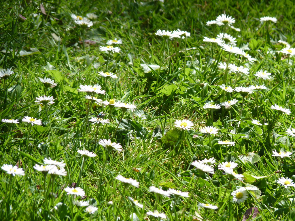 Daisies by lellie