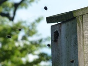 23rd May 2017 - Bees in the birdbox