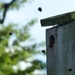 Bees in the birdbox by lellie