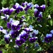 Pretty Purple Pansies ~     by happysnaps