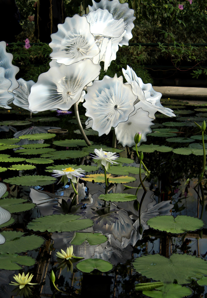 24th Oct Ethereal White Persian Pond  by valpetersen