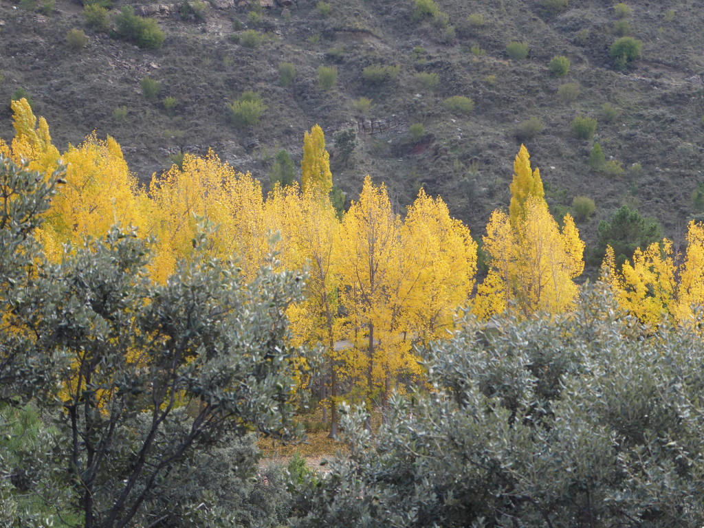 Autumn in Aragon by chimfa