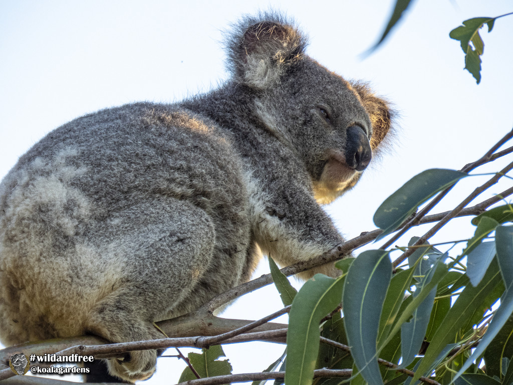 soft morning light by koalagardens