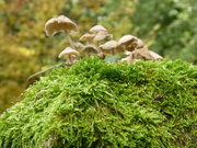 19th Oct 2019 - spotted this clump of fairy toadstools on top of a gatepost