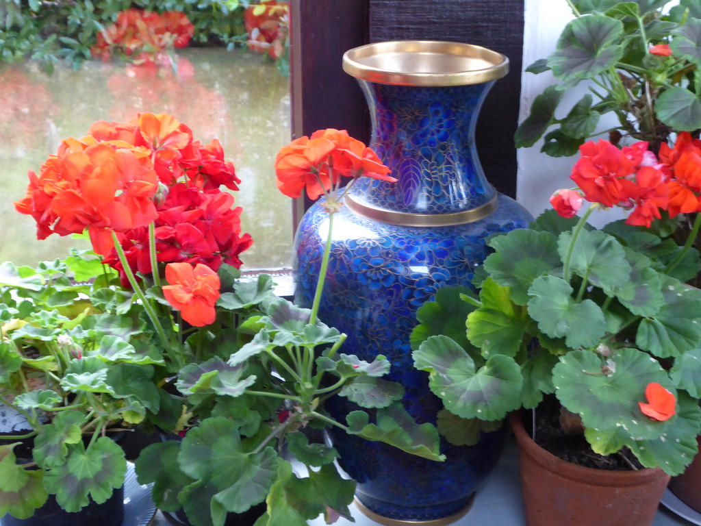 Time to bring the geraniums inside by snowy